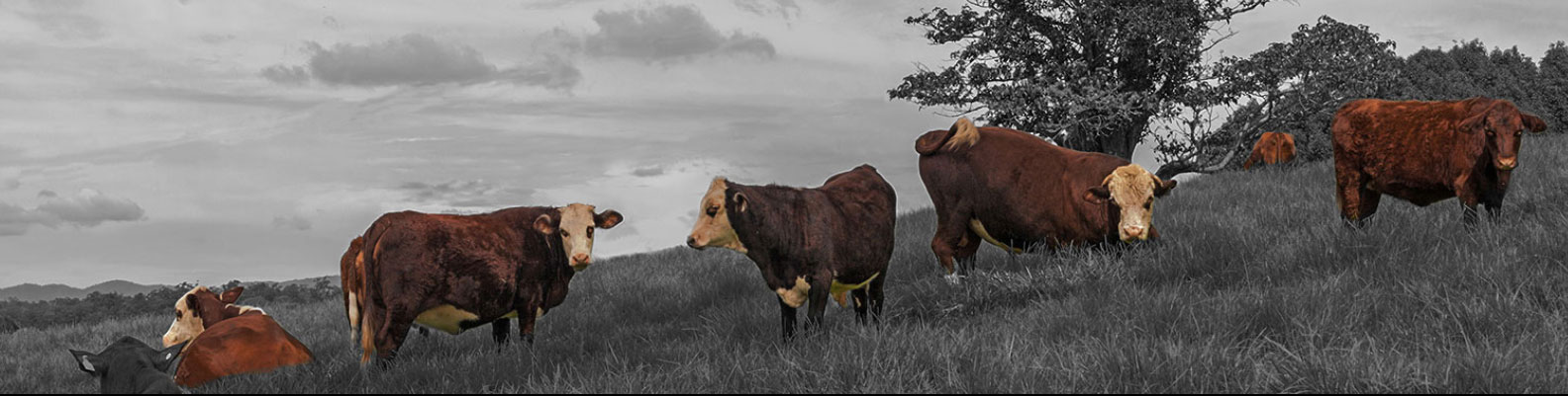 Koeien op de pampa's – beeld bij Intervlees, internationaal vleesbedrijf met vacatures voor Sales Manager DACH en International Sales Manager